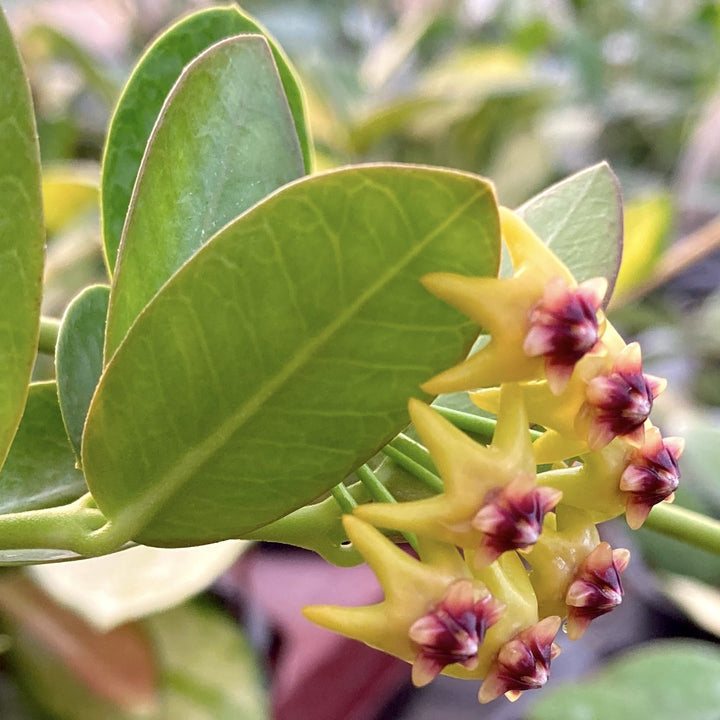 Hoya cummingiana