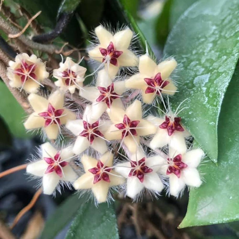 Hoya flagellata