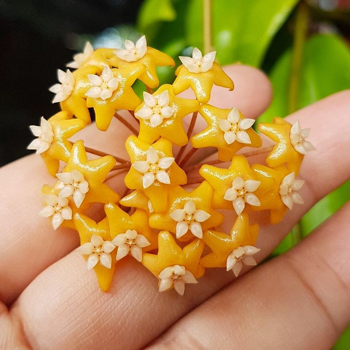 Hoya ilagiorum sp. yellow