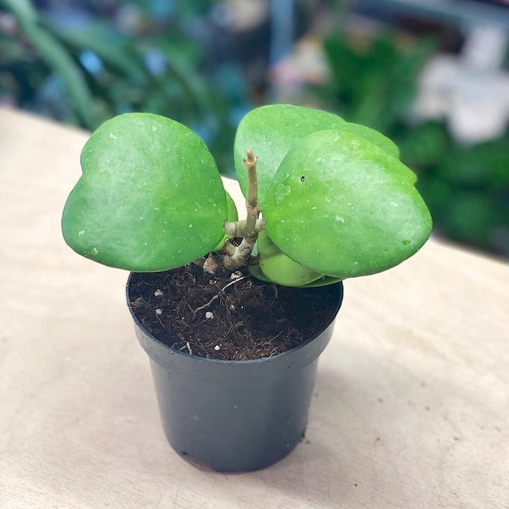 Hoya kerrii