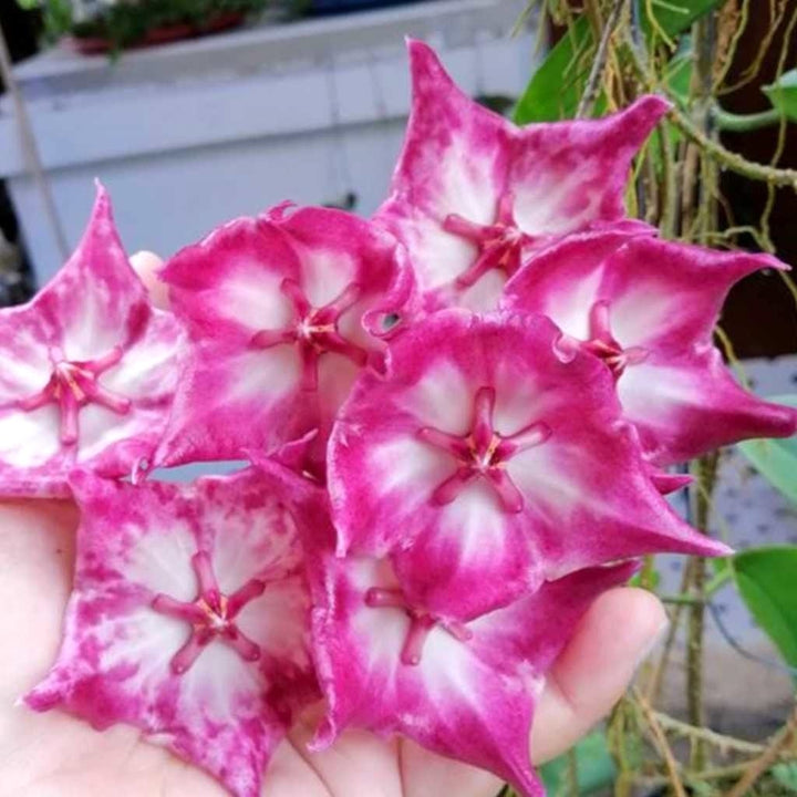 Hoya macgillivrayi