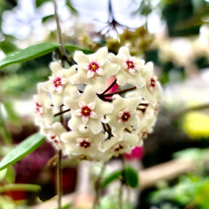 Hoya 'Mathilde' (carnosa x serpens)