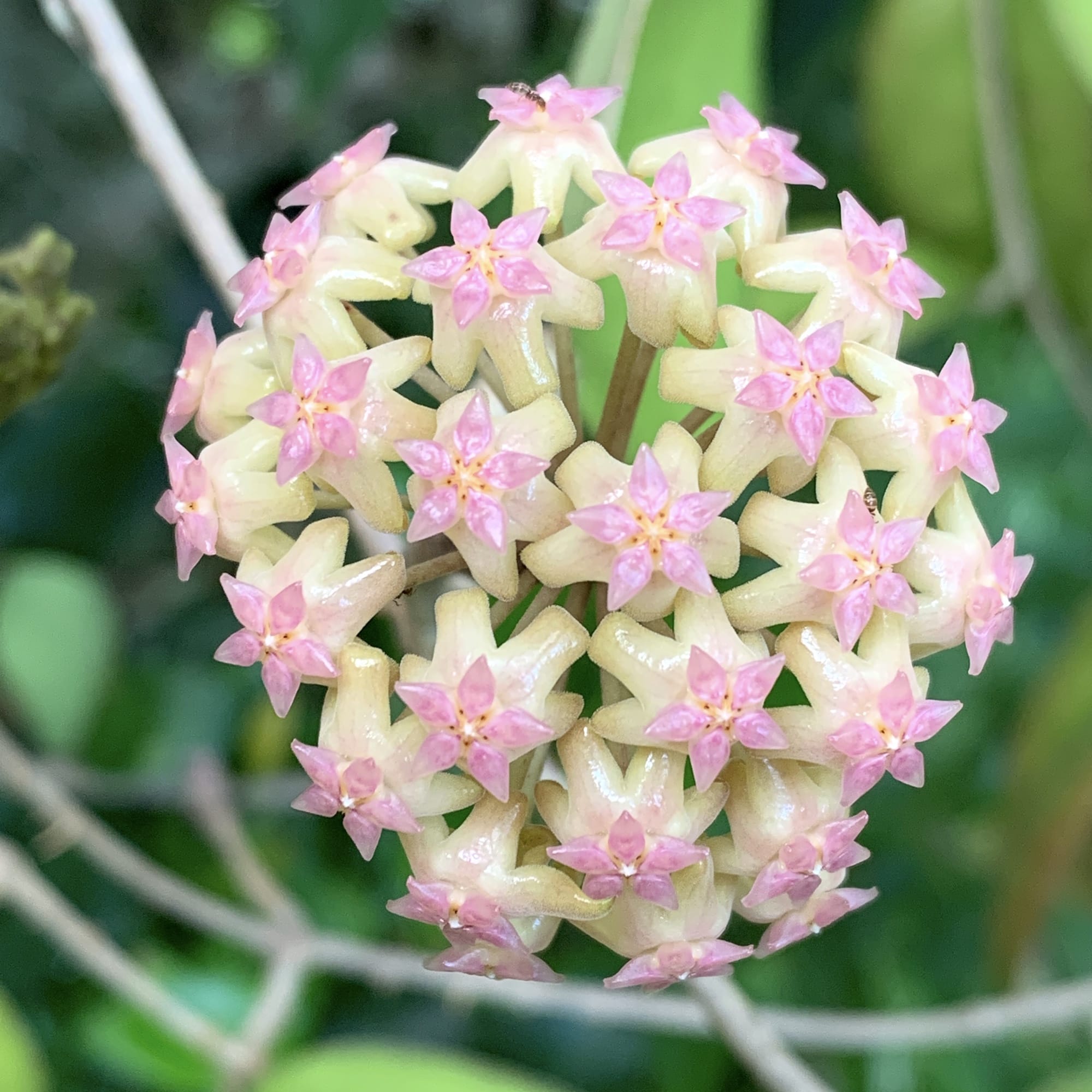 Hoya 'Noelle' - flori parfumate, exemplare dezvoltate