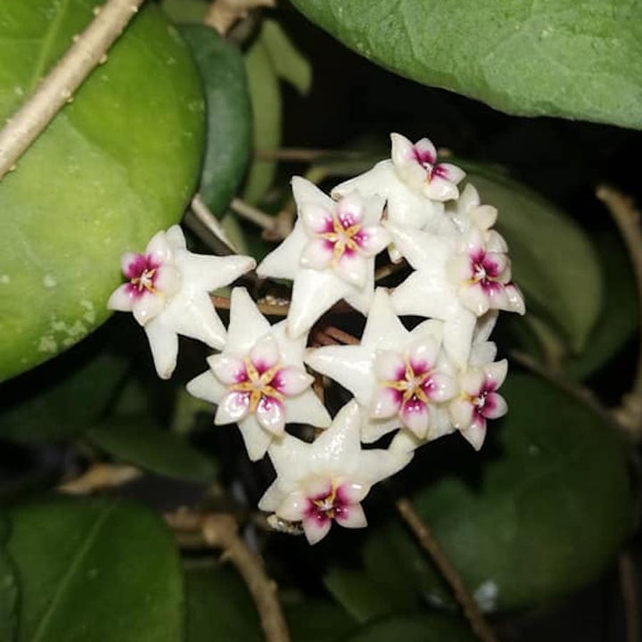 Hoya ovalifolia