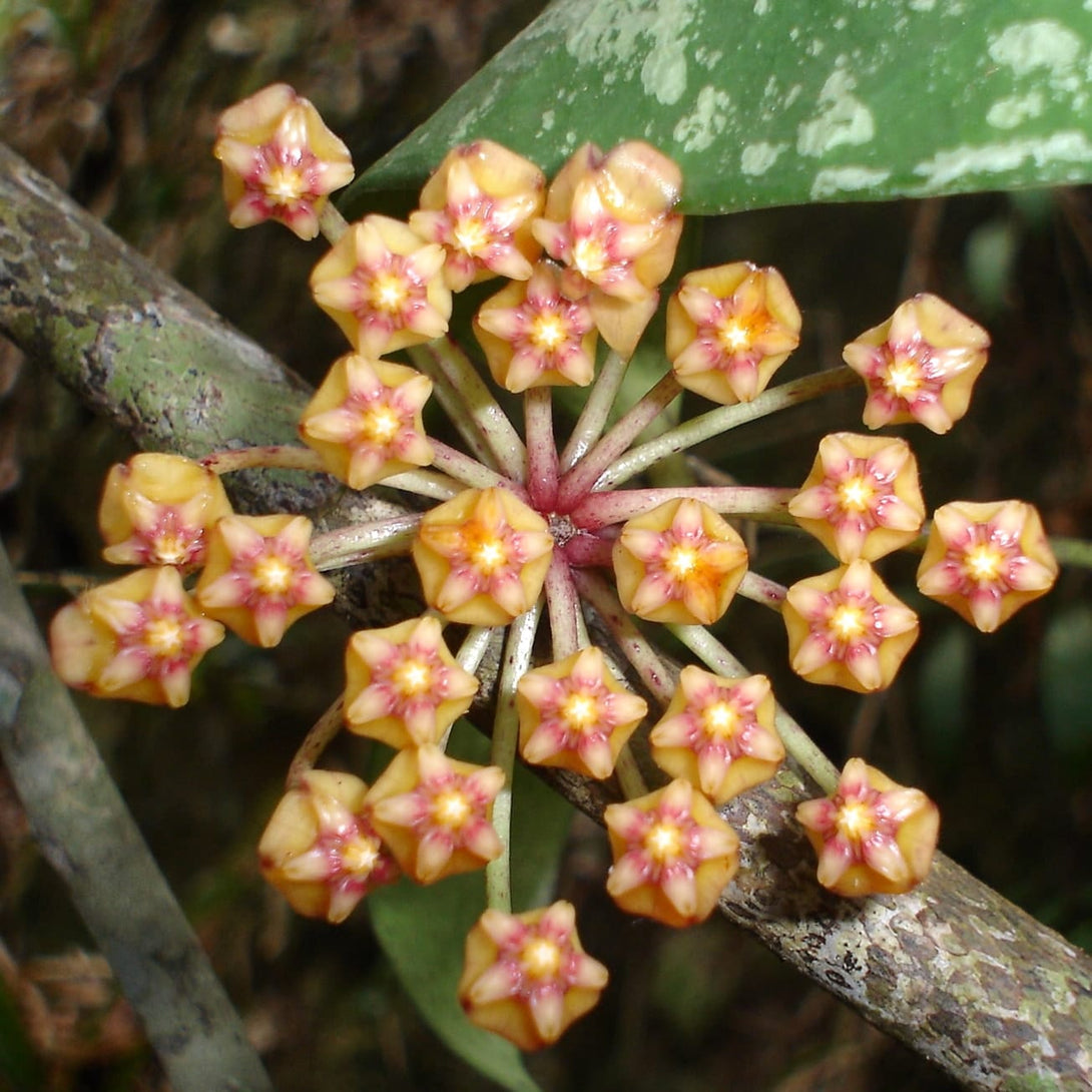 Hoya plicata