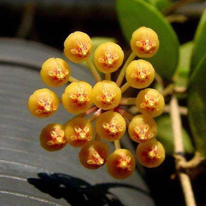 Hoya puber (ex. Hoya picta)