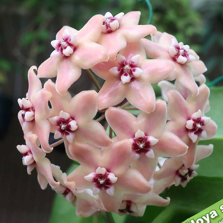 Hoya subcalva