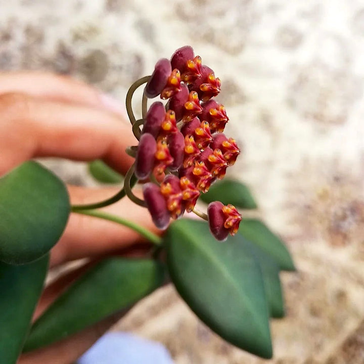 Hoya burtoniae