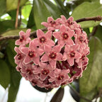 Hoya (carnosa x pubicalyx 'Royal Hawaian Purple')