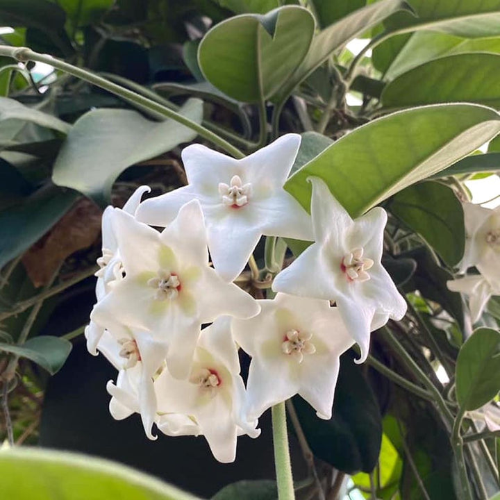 Hoya magnifica