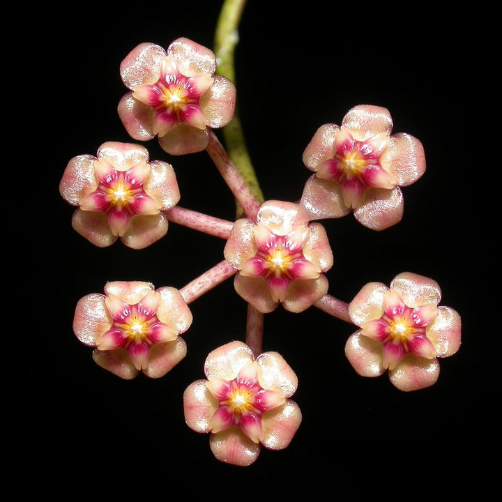 Hoya plicata