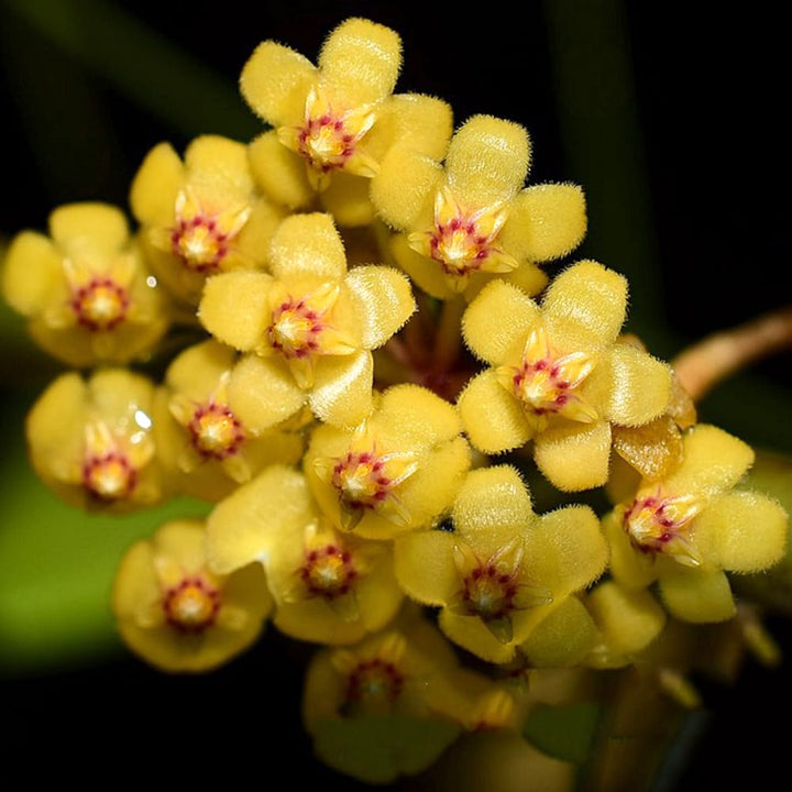 Hoya puber (ex. Hoya picta)