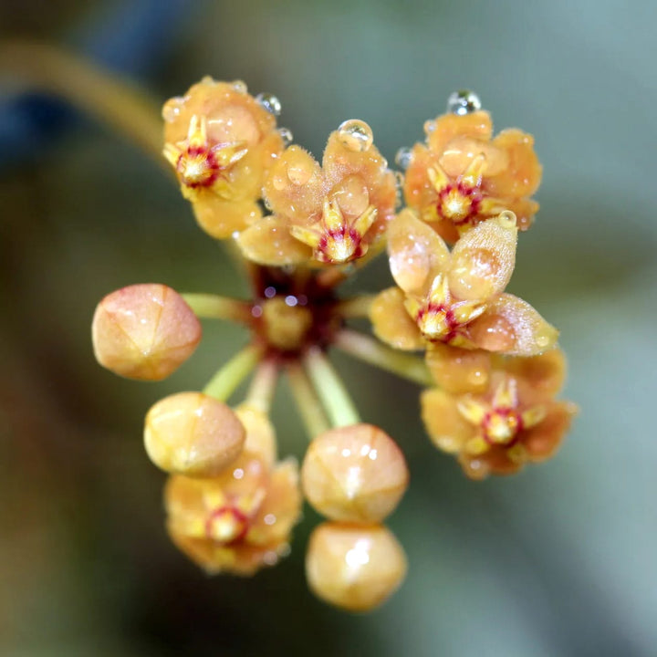 Hoya puber (ex. Hoya picta)