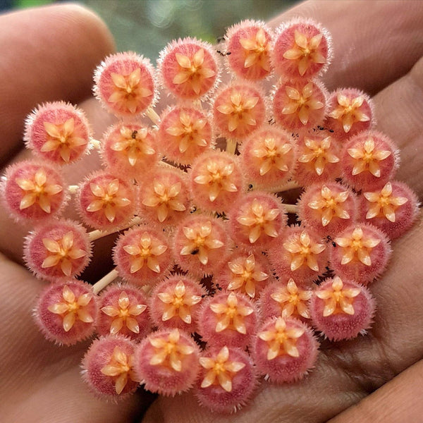 Hoya rosarioae