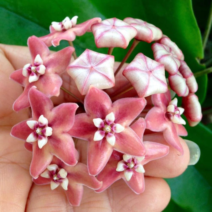 Hoya subcalva