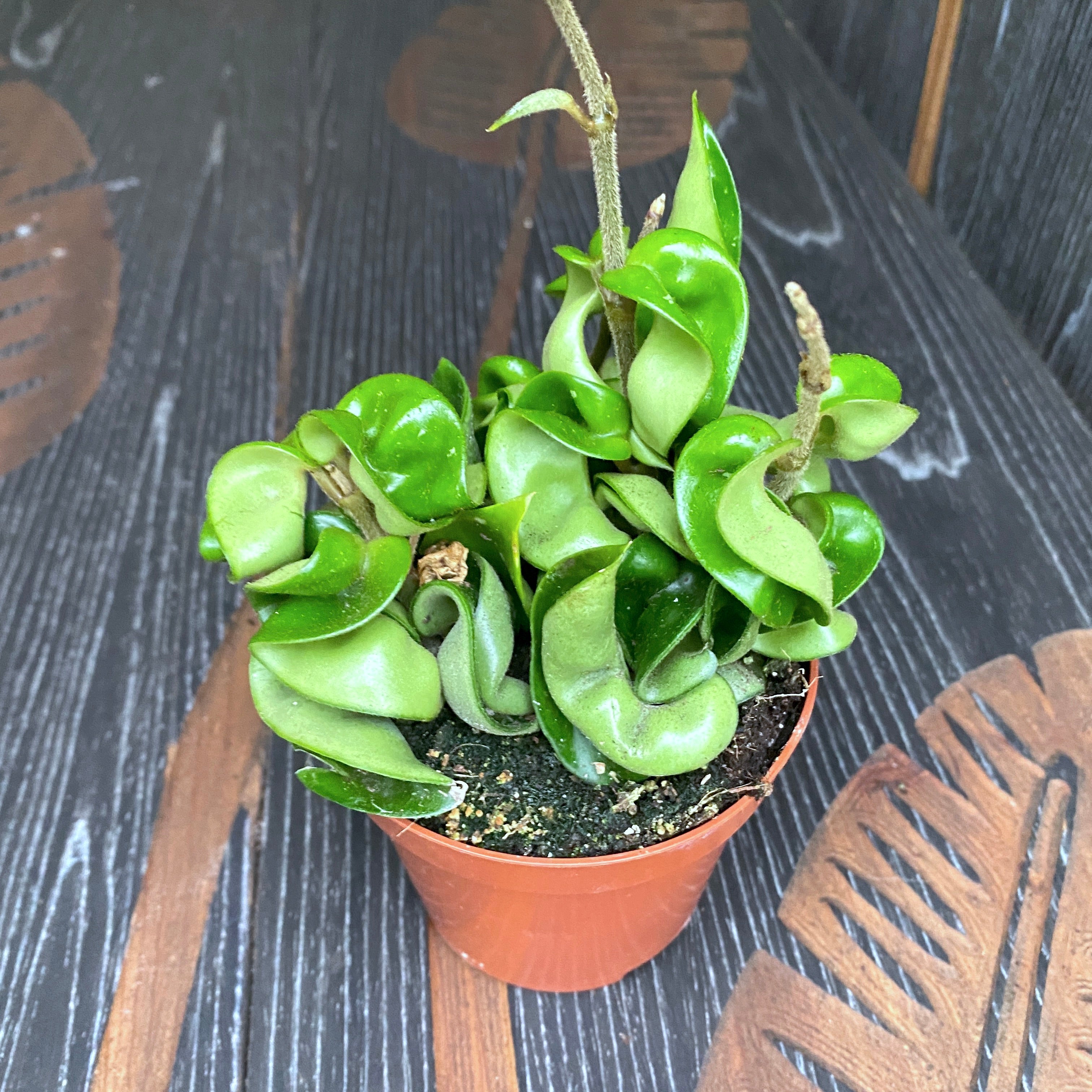 Hoya compacta (Hindu Rope) - 2-3 plante/ghiveci