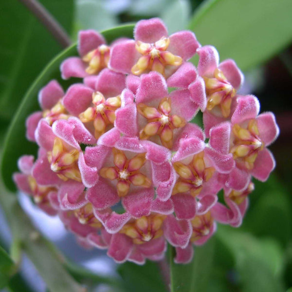 Hoya davidcummingii