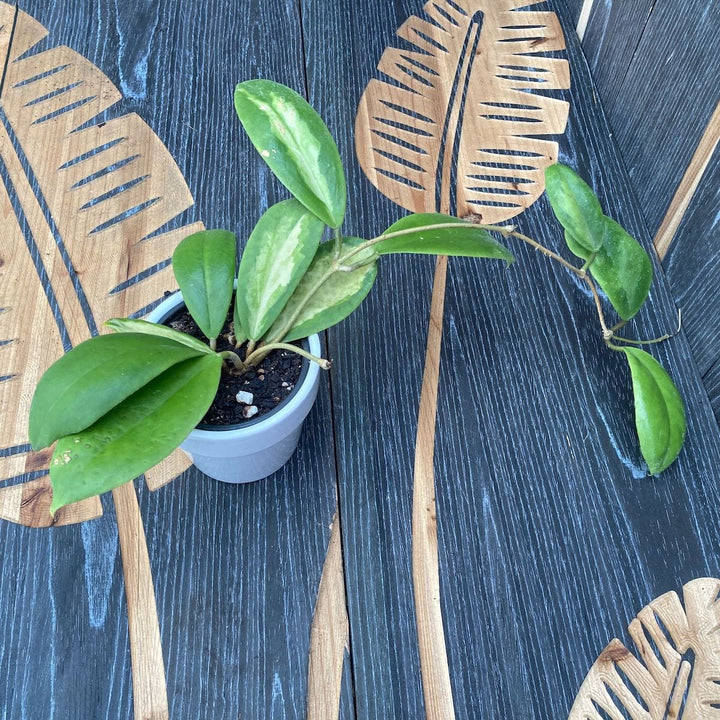 Hoya incrassata 'Variegata'