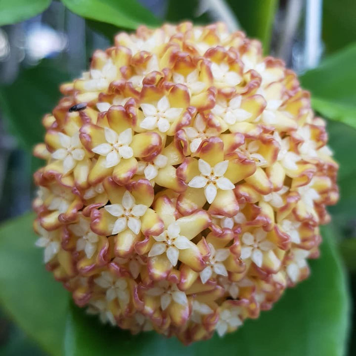 Hoya incrassata 'Variegata' (inner variegation)