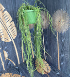 Hoya linearis - exemplare mari!