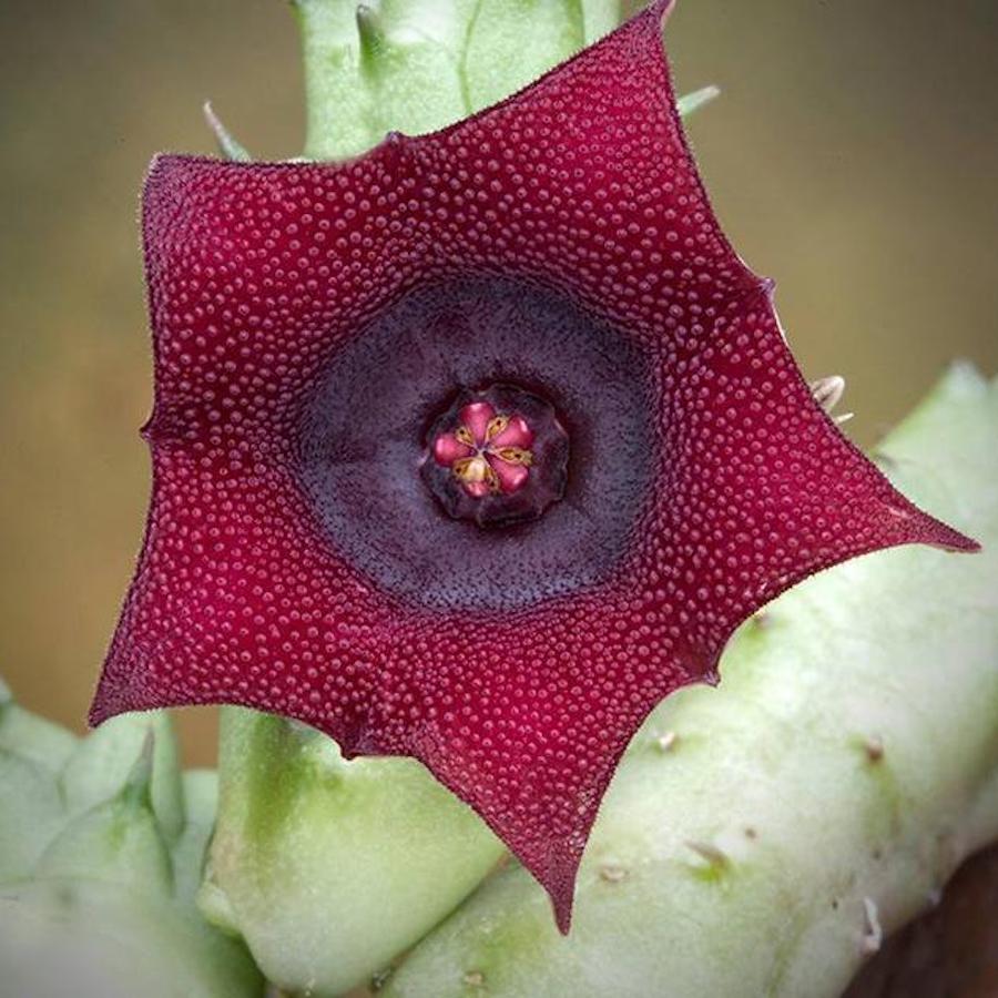 Huernia schneideriana