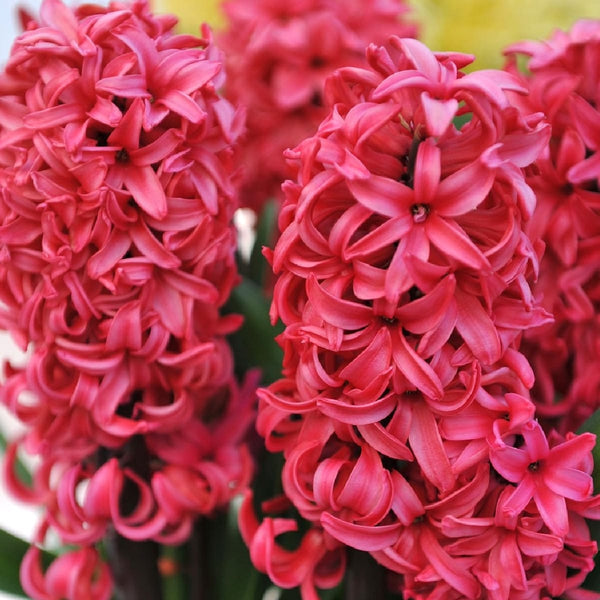 Hyacinth - Hyacinthus orientalis 'Red Glory' (Jan Bos) - 3 bulbs/pot