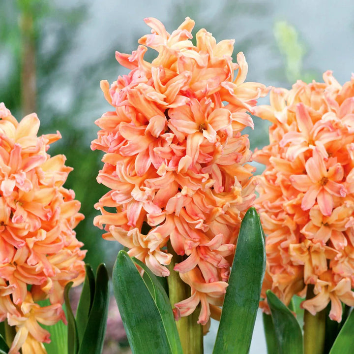 Zambile portocalii - Hyacinthus orientalis 'Gipsy Queen' 3pp