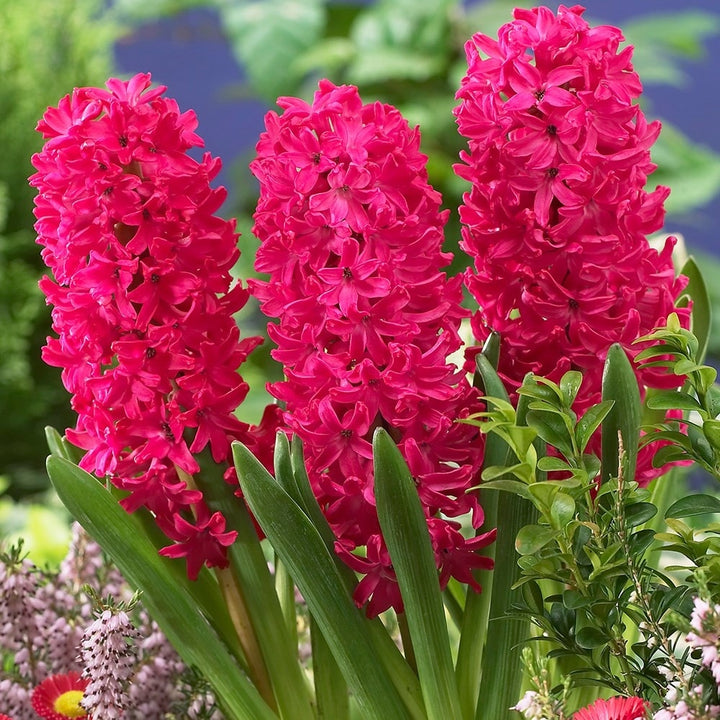 Zambile rosii - Hyacinthus orientalis 'Jan Bos'