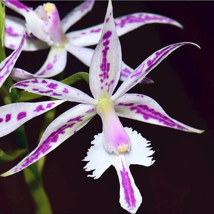 Bardendrum spectabilis-criniferum