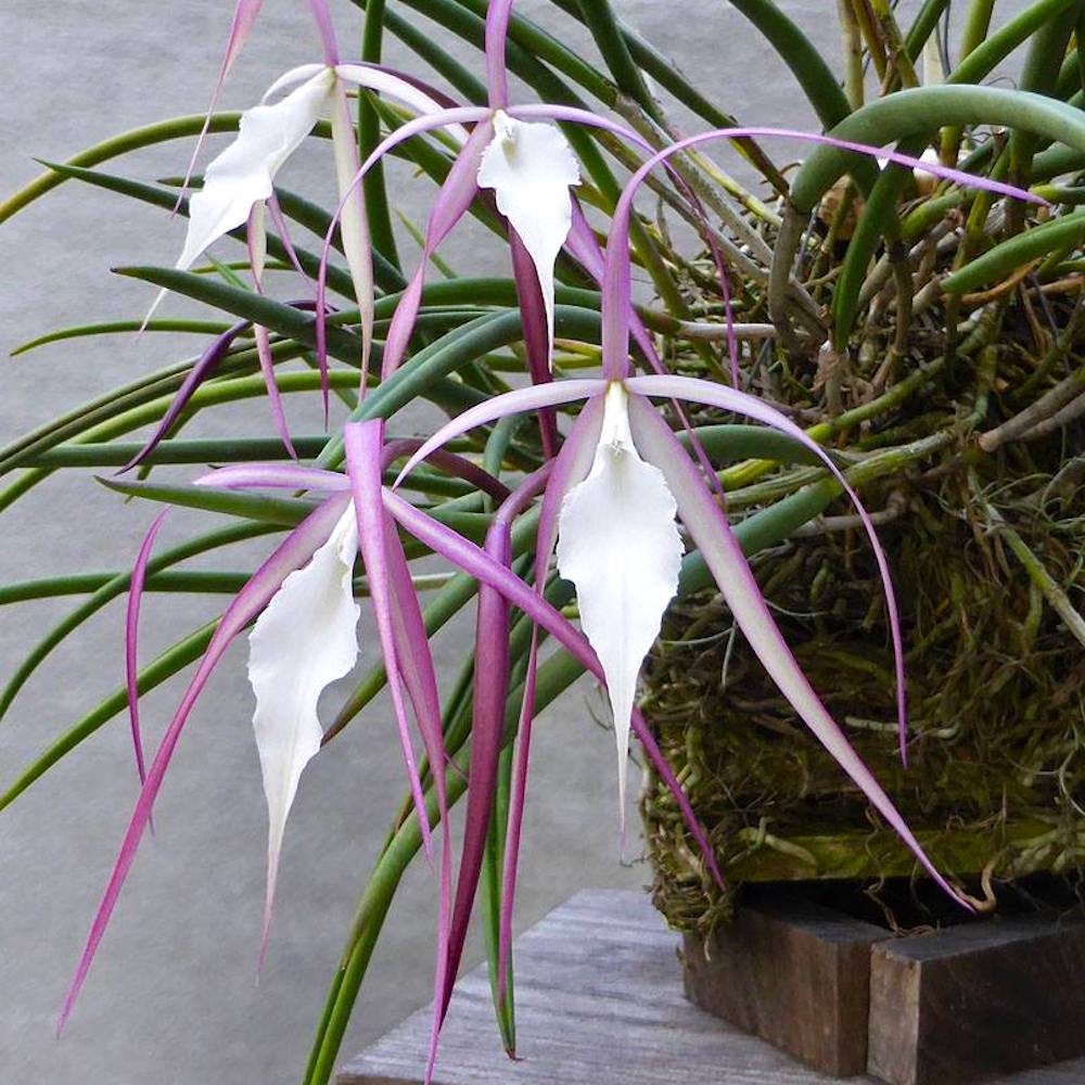 Brassavola Yaki (cucullata × Nodosa) *parfumata – Floraria Secret ...