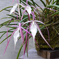 Brassavola Yaki (cucullata × nodosa) *dišeča