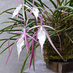 Brassavola Yaki (cucullata × nodosa) *dišeča