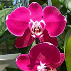 Phalaenopsis Sogo Yumanta