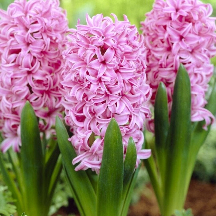 Hyacinthus orientalis 'Pink Pearl'