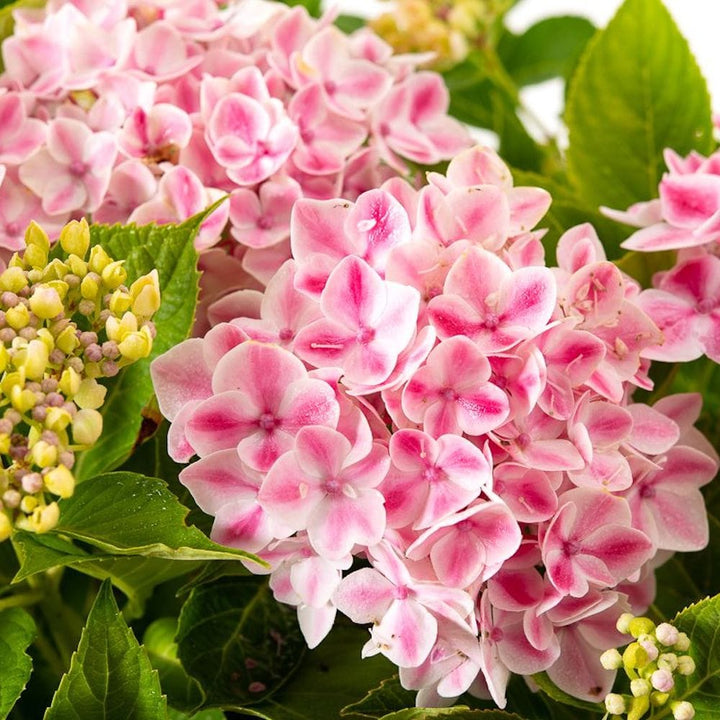 Hydrangea macrophylla 'Camilla'