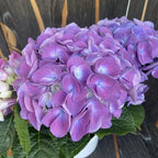 Hydrangea macrophylla 'Superbowl' (hortensie)