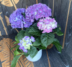 Hydrangea macrophylla 'Superbowl' (hortensie)