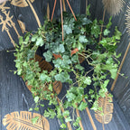Trailing ivy in XL pot - Hedera Helix (simple leaf)