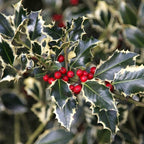 Ilex aquifolium 'Argentea Marginata' (Lorbeer)