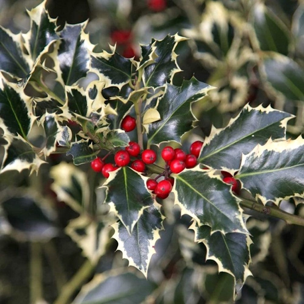 Ilex aquifolium 'Argentea Marginata' (laur)