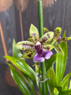 Paradisanthus Micranthus x Zygopetalum Titanic