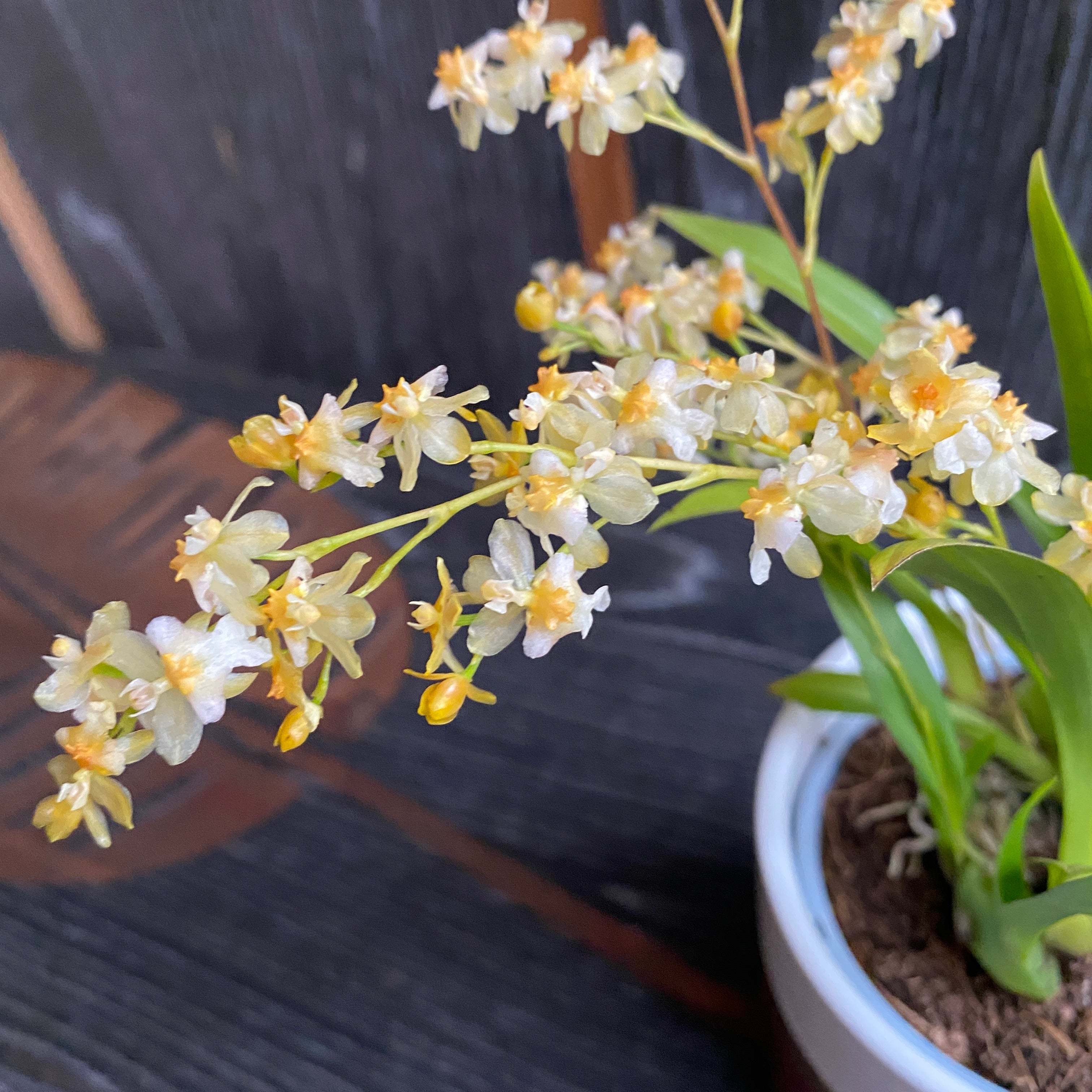 Oncidium Twinkle 'Fragrance Fantasy' - flori albe parfumate