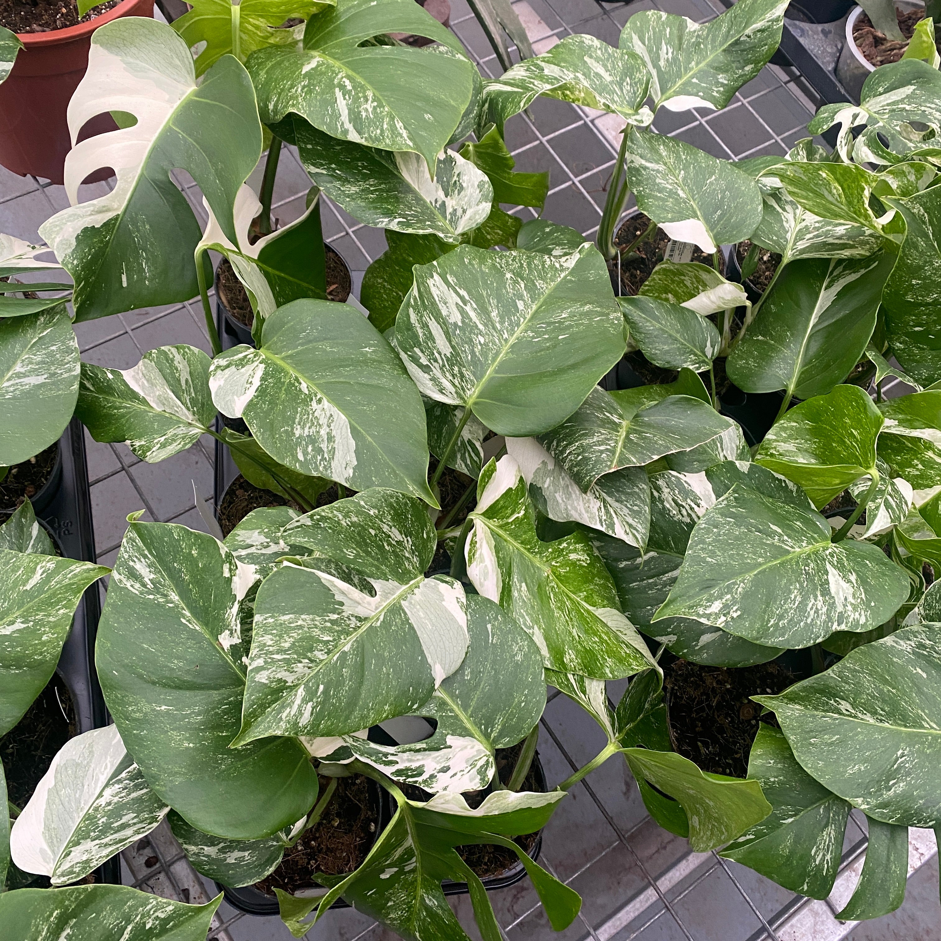 Monstera deliciosa 'Variegata' D12