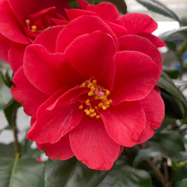 Camellia japonica 'Campbellii' - rezistenta la inghet