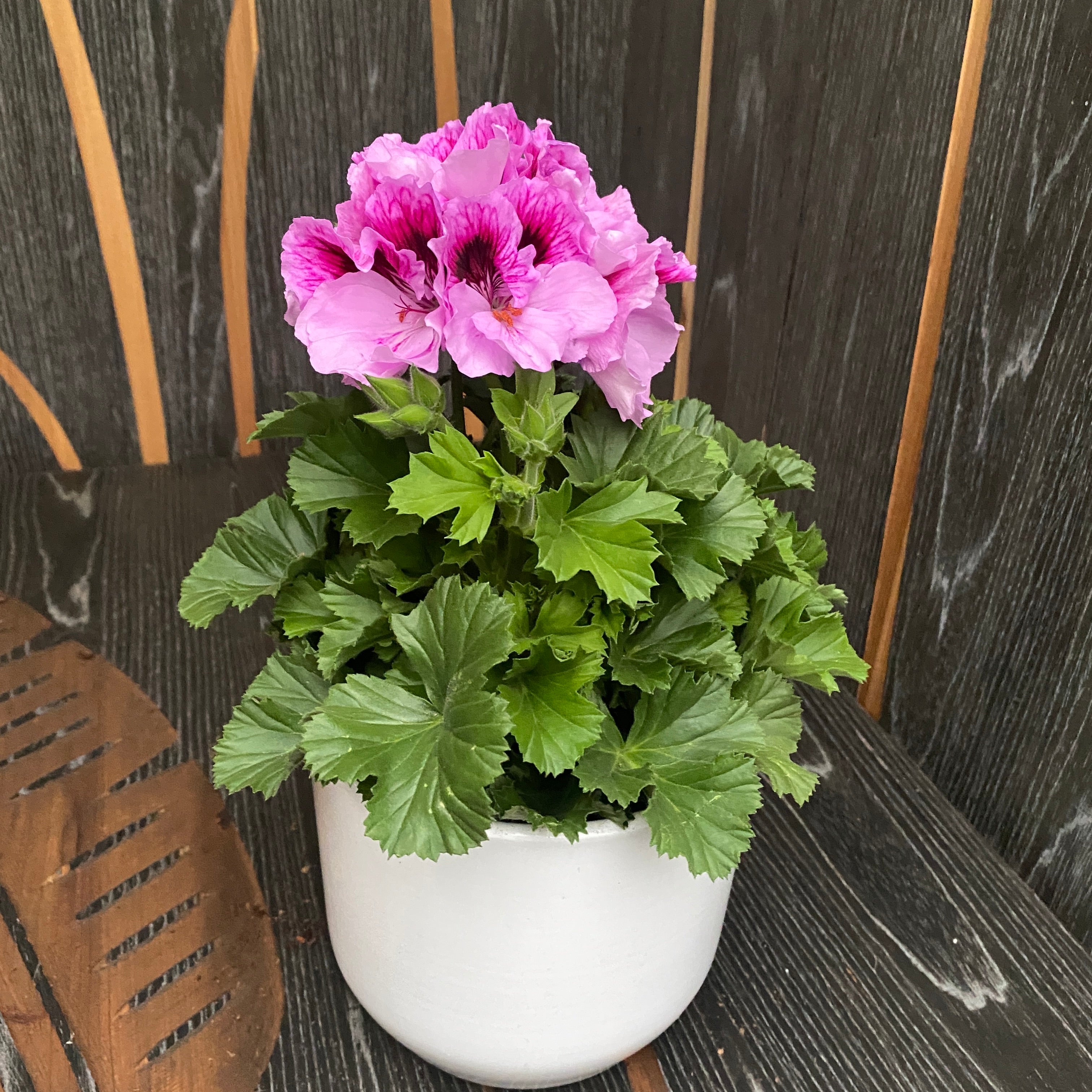 Pelargonium grandiflorum Bella Donna Lavendel - muscate englezesti