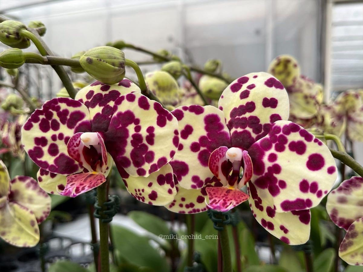 Phalaenopsis Miki Ink Point '496' (flori mari - 9cm)