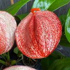 Anthurium Scherzerianum Graffiti