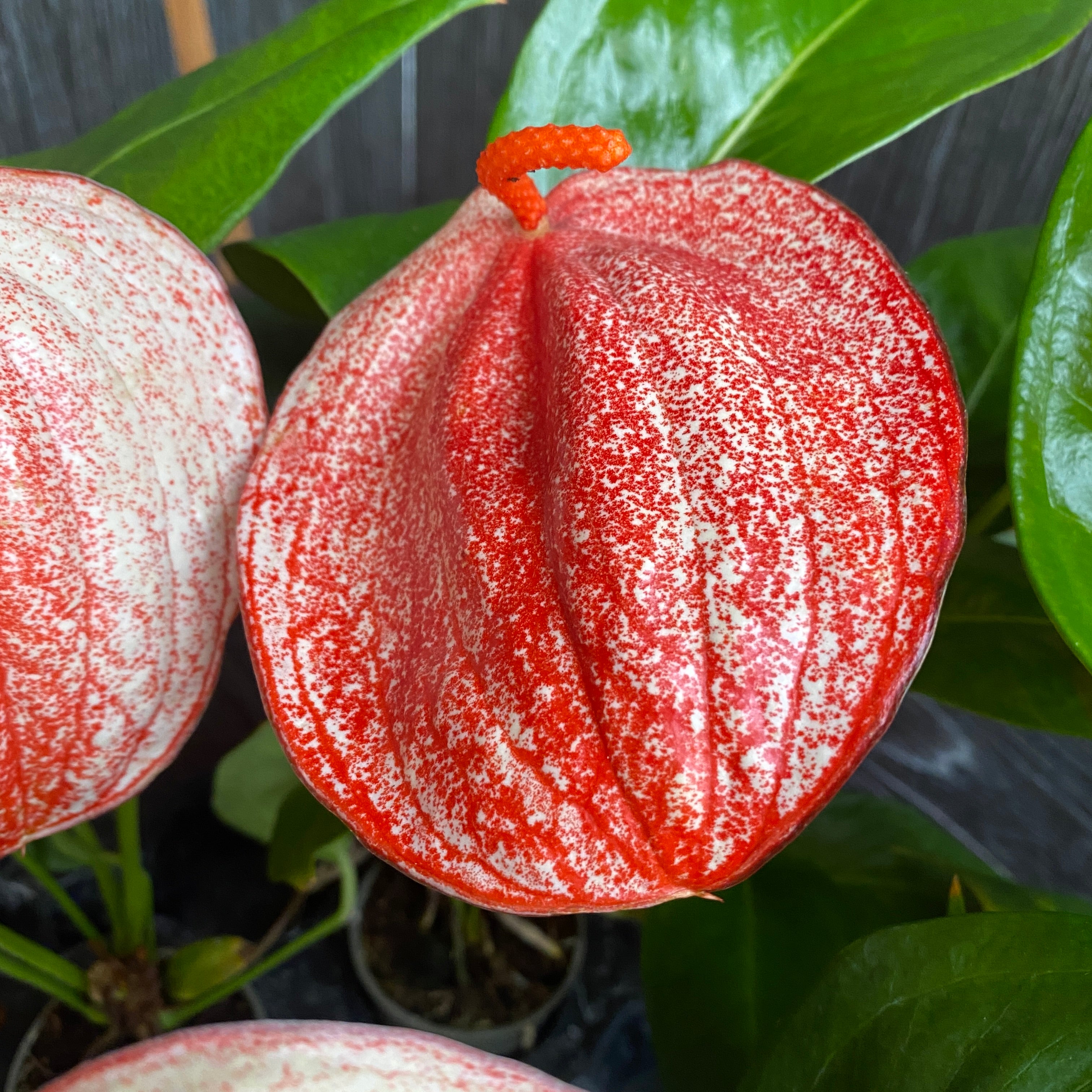 Anthurium Scherzerianum Graffiti