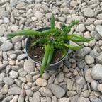 Senecio herreianus 'Μωβ Άνθιση'