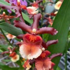 Colmanara Tamiya - dišeča